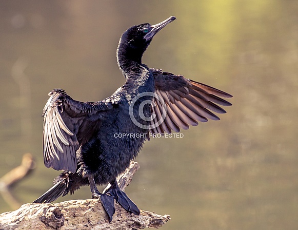 Little Black Cormorant