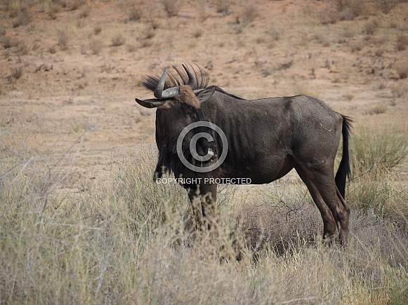 Blue Wildebeest (Gnu)