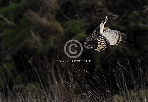 Short-eared Owl