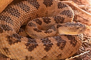 Great Basin Rattlesnake, Crotalus lutosus