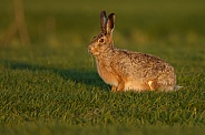 Hare