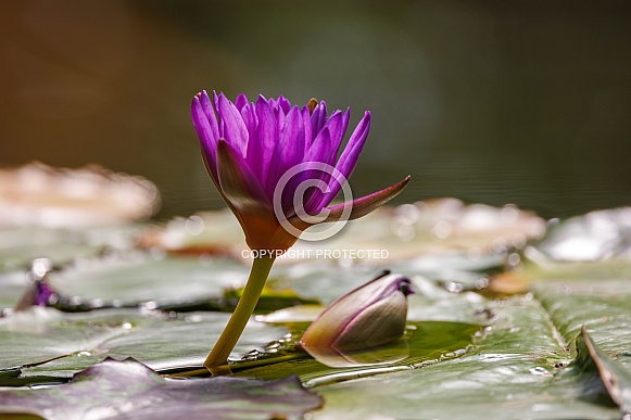 Water lily Water lily