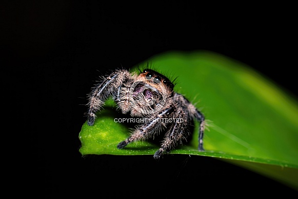Jumping Spider
