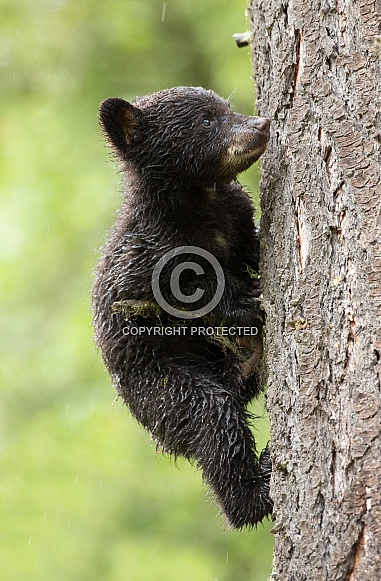 Black bear cub