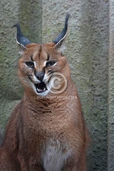 Caracal Caracal