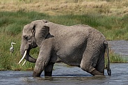 Elephant walking through the water