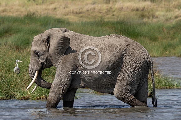 Elephant walking through the water Elephant walking through the water