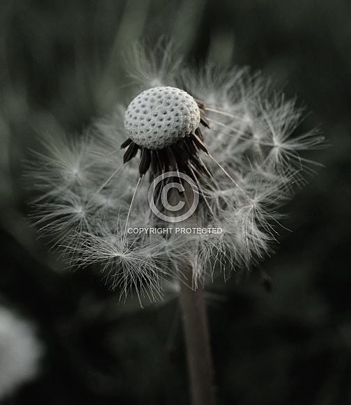 Dandelion Dandelion
