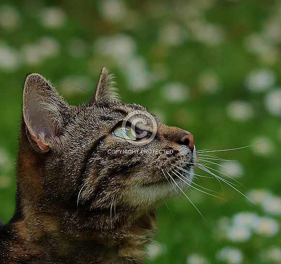 Domestic cat Domestic cat