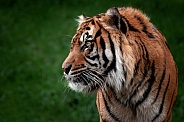 Sumatran Tiger