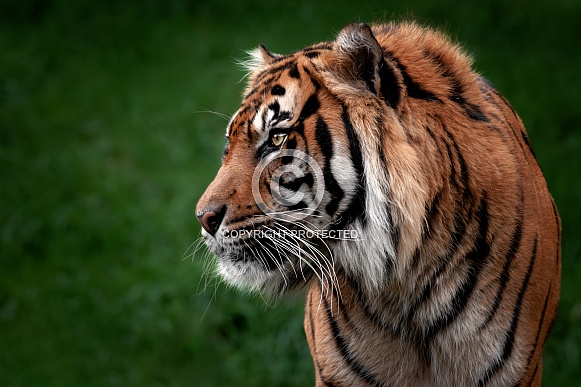 Sumatran Tiger