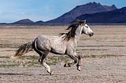 Wild Horse— Onaqui Mountains, Utah