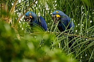 Hyacinth macaw in the nature habitat