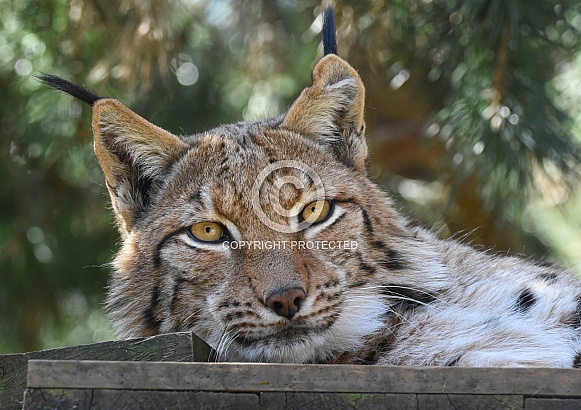 Eurasian Lynx