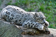 Snow Leopard