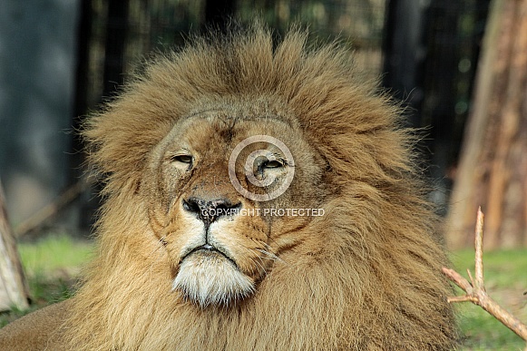 African Lion