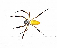 golden silk orb weaver or banana spider - Trichonephila clavipes - large adult female isolated on white background Top dorsal view