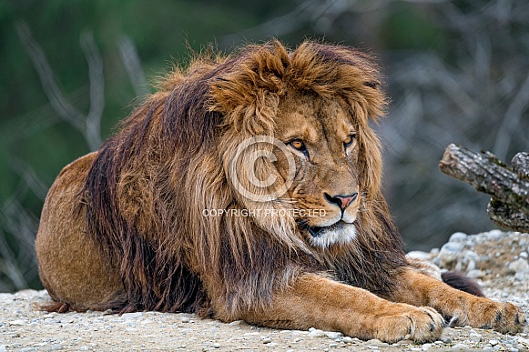 Male Lion Male Lion