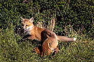 Red Fox-Oooof