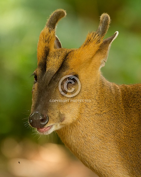 Reeve's Muntjac