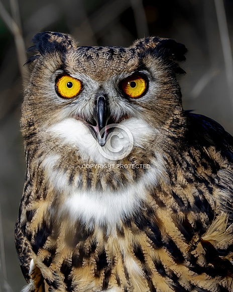 Eurasian Eagle Owl Eurasian Eagle Owl