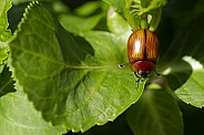 Leaf beetle.
