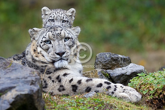 Snow Leopard and cub