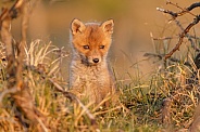 Red fox cub