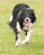 Border Collie at the Run