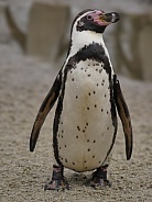 Penguin