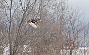 Female Mallard Duck Flying