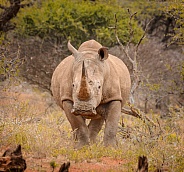 White Rhino portrait