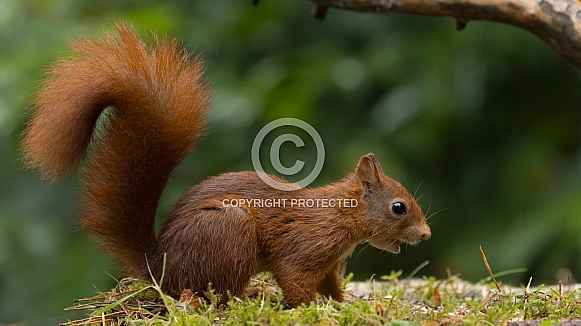 Red Squirrel Red Squirrel