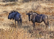 Blue Wildebeest - Namibia