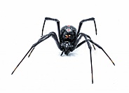 Latrodectus mactans - southern black widow or the shoe button spider, a venomous species of spider in the genus Latrodectus. Florida native. Young female isolated on white background front face view