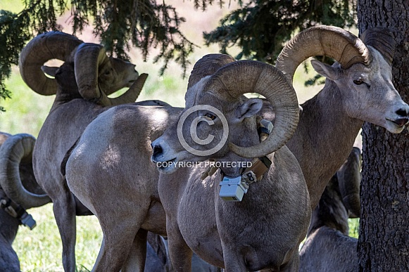 Big Horn Rams