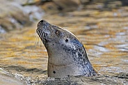 Seal portrait