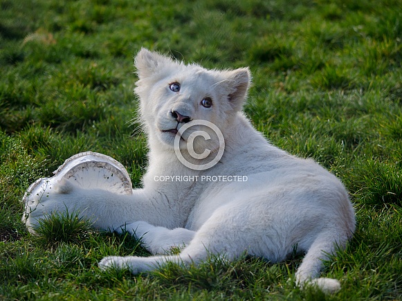 White Lion Cub White Lion Cub