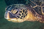 Hawaiian Green Sea Turtle Head shot