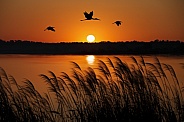 Yellow-billed storks - Okavango Delta - Botswana