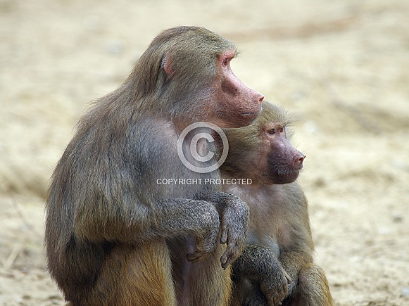 Hamadryas baboon