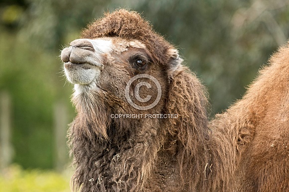 Bactrian Camel Side Profile