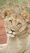 Lioness
