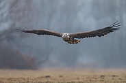 White tailed eagle or European Eagle