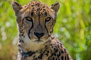 Cheetah