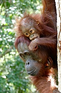 Wild mother and baby Orangutans