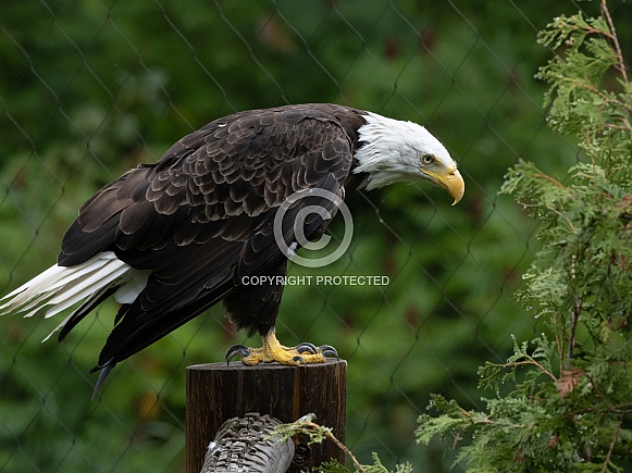 Bald eagle