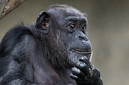 West African Chimpanzee