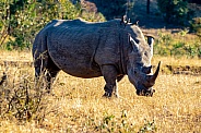 Rhinoceros