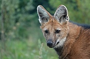 Maned Wolf